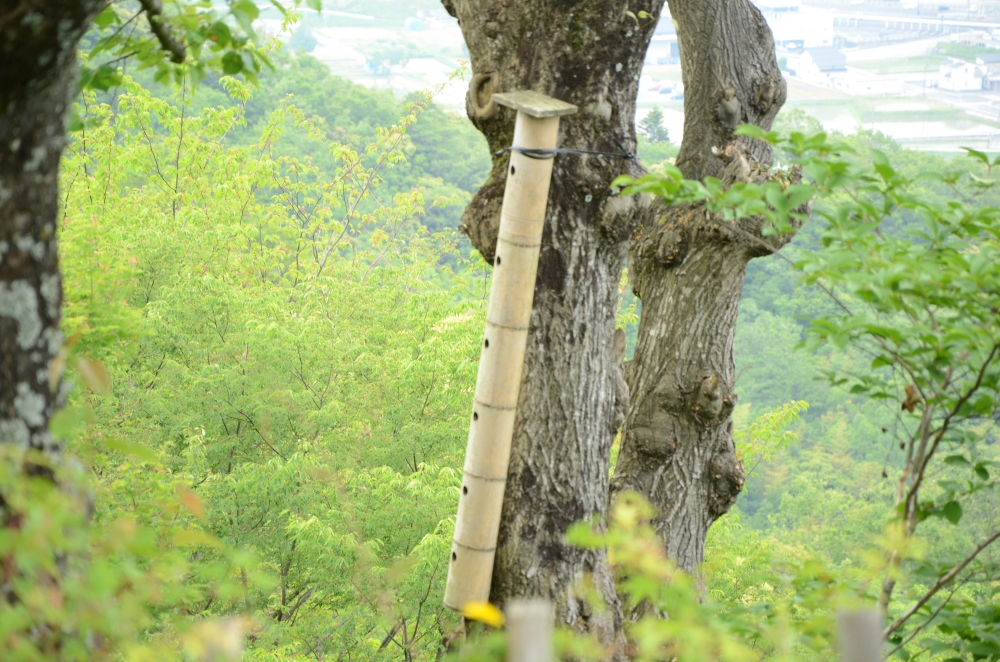 【7/12開催！】第2回県内研修会「竹の巣箱＆盆景づくり」体験！