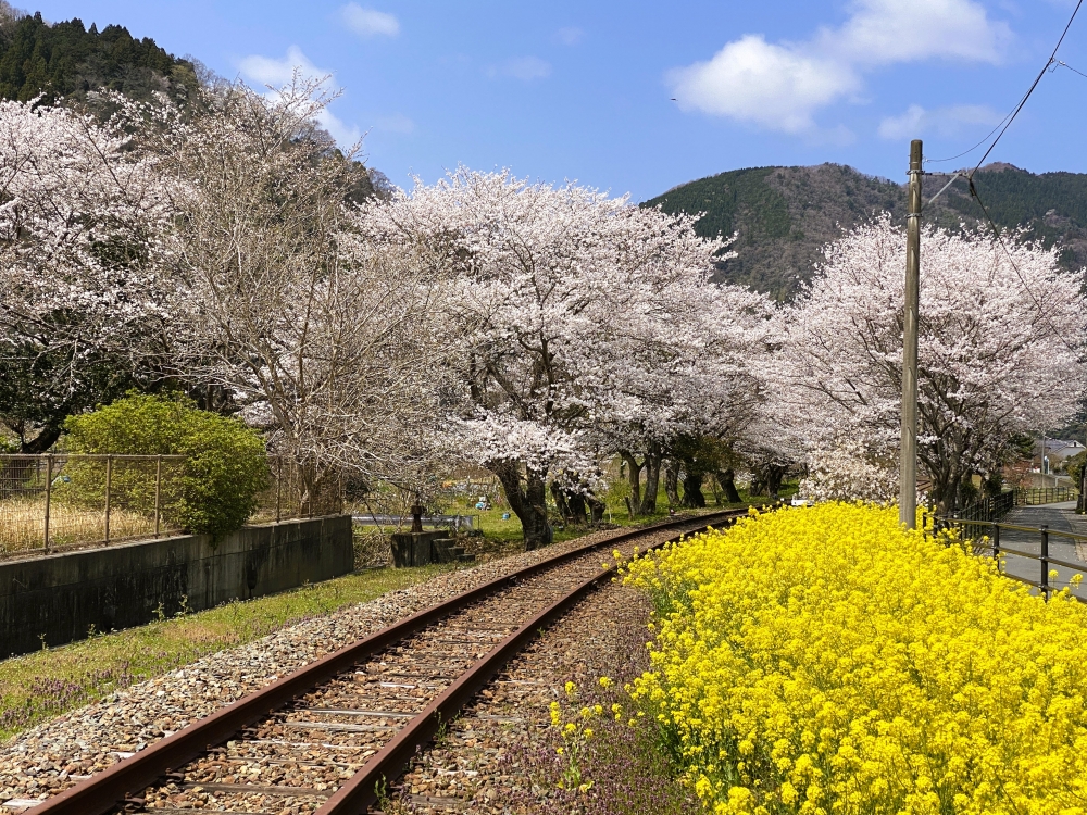 旧ＪＲ三江線を彩る菜の花