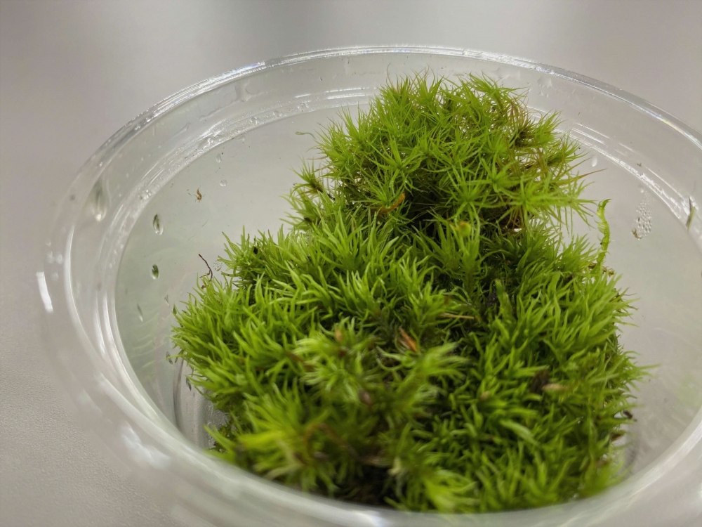 苔ワークショップ出張体験(ナミノコ雑貨店)