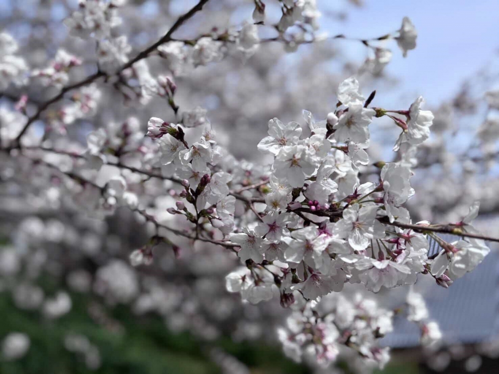 地域の自然探訪（桜の花）