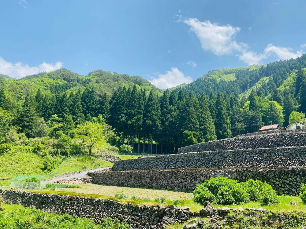 都川の棚田